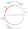 AAV-CaMKIIa-eNpHR3.0-mCherry AAV Vector – Optogenetic actuator (opsin) – Constitutive – CaMKIIa promoter – mCherry reporter – for Optogenetics – BHV12400048