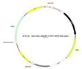 AAV-hSyn-eNpHR3.0-EYFP AAV Vector – Optogenetic actuator (opsin) – Constitutive – hSyn promoter – EYFP reporter – for Optogenetics – BHV12400049