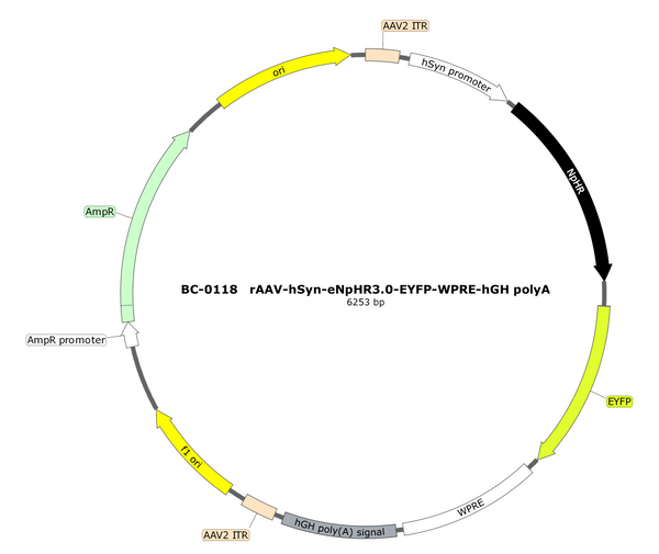 AAV-hSyn-eNpHR3.0-EYFP AAV Vector – Optogenetic actuator (opsin) – Constitutive – hSyn promoter – EYFP reporter – for Optogenetics – BHV12400049