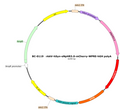 AAV-hSyn-eNpHR3.0-mCherry AAV Vector – Optogenetic actuator (opsin) – Constitutive – hSyn promoter – mCherry reporter – for Optogenetics – BHV12400050