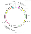 AAV-mDLX-eNpHR3.0-EYFP AAV Vector – Optogenetic actuator (opsin) – Constitutive – mDLX promoter – EYFP reporter – for Optogenetics – BHV12400051