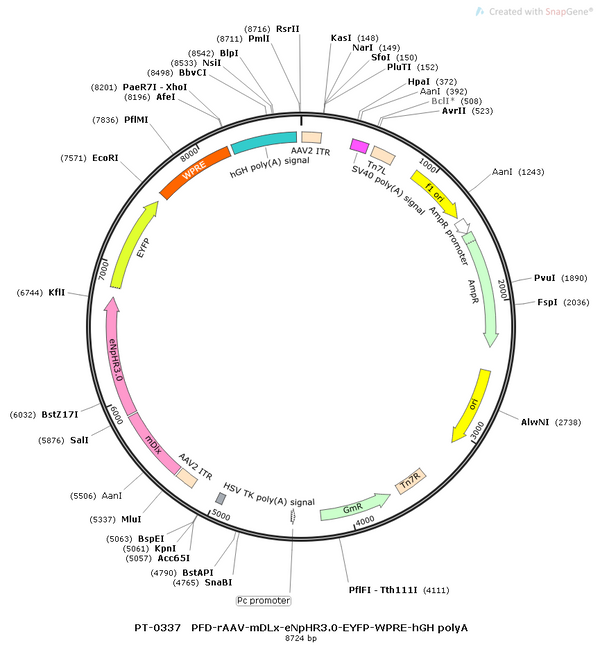 AAV-mDLX-eNpHR3.0-EYFP AAV Vector – Optogenetic actuator (opsin) – Constitutive – mDLX promoter – EYFP reporter – for Optogenetics – BHV12400051