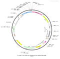 AAV-D1-eNpHR3.0-EYFP AAV Vector – Optogenetic actuator (opsin) – Constitutive – D1 promoter – EYFP reporter – for Optogenetics – BHV12400052