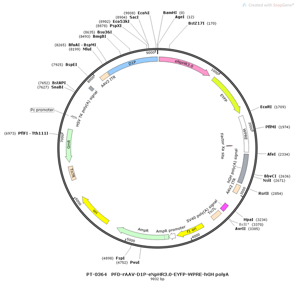 AAV-D1-eNpHR3.0-EYFP AAV Vector – Optogenetic actuator (opsin) – Constitutive – D1 promoter – EYFP reporter – for Optogenetics – BHV12400052