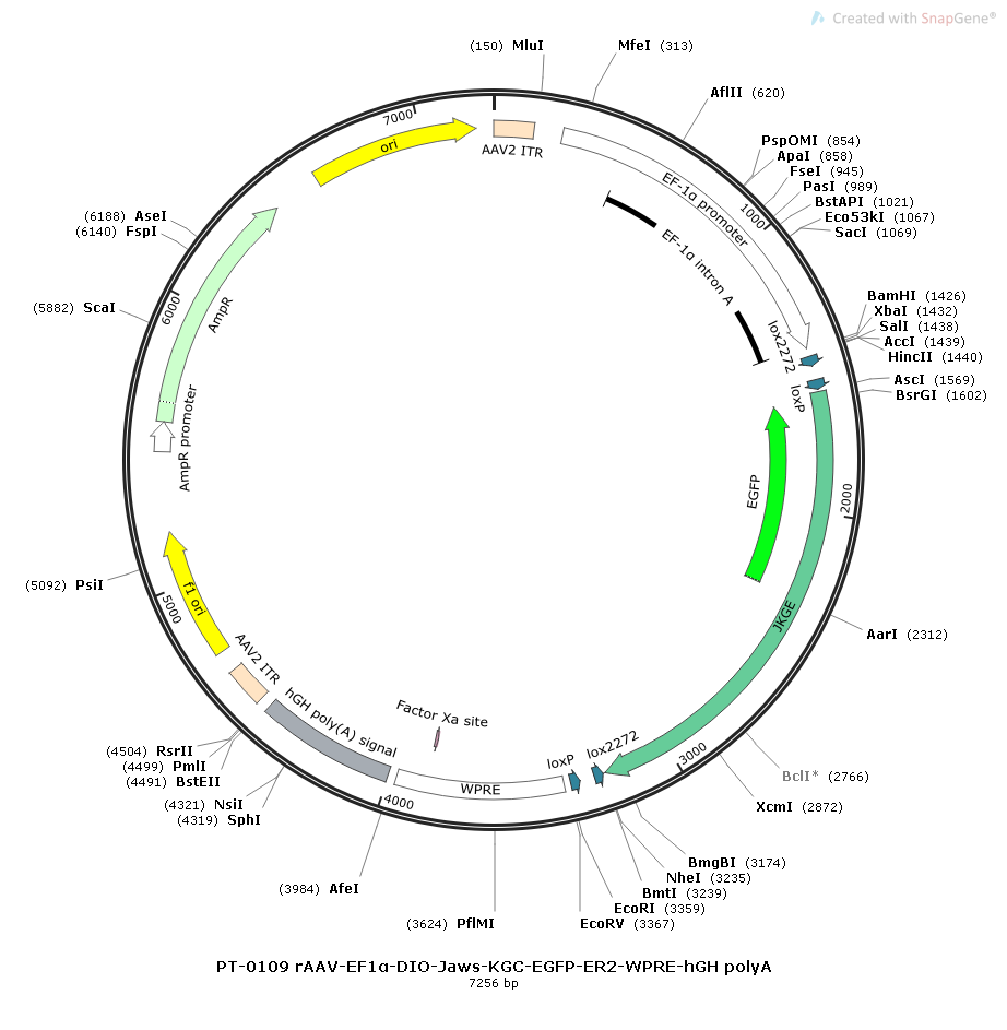 Cre-Dependent AAV EF1α DIO Jaws-EGFP | Biohippo – BioHippo
