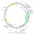 AAV-EF1α-DIO-Jaws-EGFP-ER-KGC AAV Vector – Optogenetic actuator (opsin) – Cre-dependent – EF1α promoter – EGFP reporter – for Optogenetics – BHV12400054