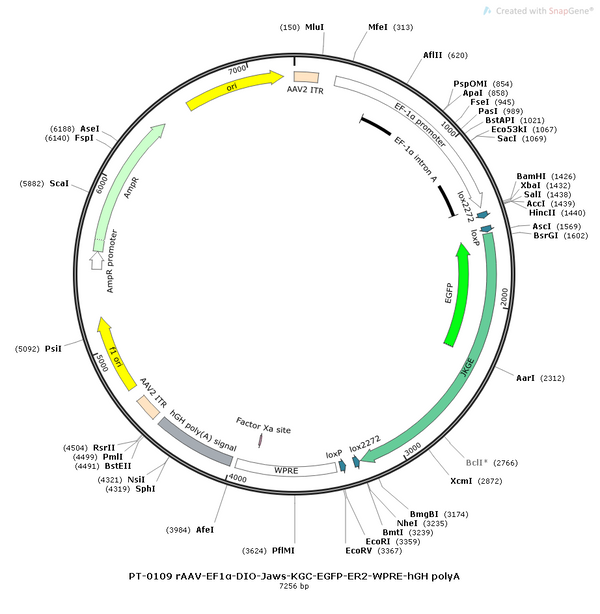 AAV-EF1α-DIO-Jaws-EGFP-ER-KGC AAV Vector – Optogenetic actuator (opsin) – Cre-dependent – EF1α promoter – EGFP reporter – for Optogenetics – BHV12400054