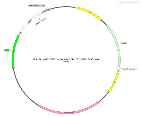 AAV-CaMKIIa-Jaws-EGFP AAV Vector – Optogenetic actuator (opsin) – Constitutive – CaMKIIa promoter – EGFP reporter – for Optogenetics – BHV12400055