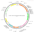 AAV-EF1α-DIO-Arch-EGFP AAV Vector – Optogenetic actuator (opsin) – Cre-dependent – EF1α promoter – EGFP reporter – for Optogenetics – BHV12400058