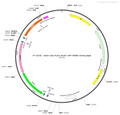 AAV-CAG-DIO-ArchT-EGFP AAV Vector – Optogenetic actuator (opsin) – Cre-dependent – CAG promoter – EGFP reporter – for Optogenetics – BHV12400060