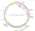 AAV-CAG-DIO-Arch-EYFP AAV Vector – Optogenetic actuator (opsin) – Cre-dependent – CAG promoter – EYFP reporter – for Optogenetics – BHV12400061