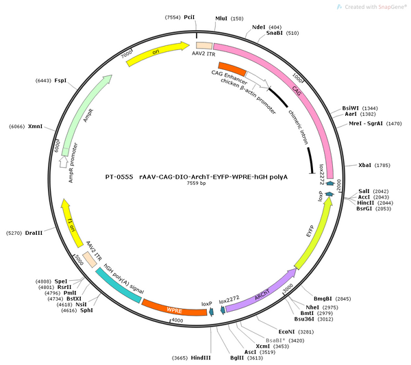 AAV-CAG-DIO-Arch-EYFP AAV Vector – Optogenetic actuator (opsin) – Cre-dependent – CAG promoter – EYFP reporter – for Optogenetics – BHV12400061