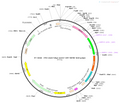 AAV-hSyn-ArchT-EGFP AAV Vector – Optogenetic actuator (opsin) – Constitutive – hSyn promoter – EGFP reporter – for Optogenetics – BHV12400062