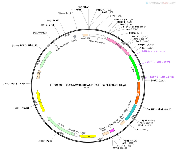 AAV-hSyn-ArchT-EGFP AAV Vector – Optogenetic actuator (opsin) – Constitutive – hSyn promoter – EGFP reporter – for Optogenetics – BHV12400062