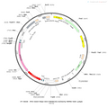 AAV-hSyn-DIO-AEA1.2 (Not yet online)-mCherry AAV Vector – Chemogenetic actuator (DREADD/PSAM/KORD) – Cre-dependent – hSyn promoter – mCherry reporter – for Chemogenetics – BHV12400068