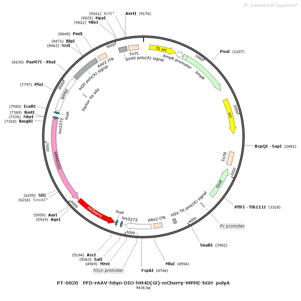 AAV-hSyn-DIO-AEA1.2 (Not yet online)-mCherry AAV Vector – Chemogenetic actuator (DREADD/PSAM/KORD) – Cre-dependent – hSyn promoter – mCherry reporter – for Chemogenetics – BHV12400068
