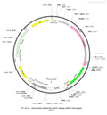 AAV-hSyn-hM4D(Gi)-EGFP AAV Vector – Chemogenetic actuator (DREADD/PSAM/KORD) – Constitutive – hSyn promoter – EGFP reporter – for Chemogenetics – BHV12400069