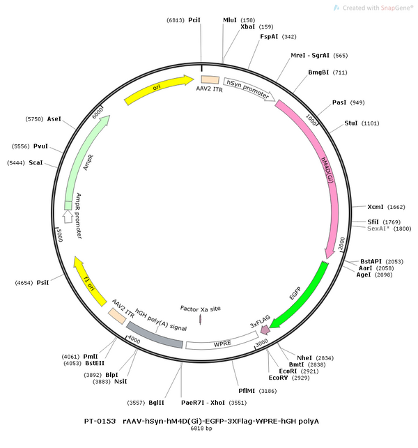 AAV-hSyn-hM4D(Gi)-EGFP AAV Vector – Chemogenetic actuator (DREADD/PSAM/KORD) – Constitutive – hSyn promoter – EGFP reporter – for Chemogenetics – BHV12400069
