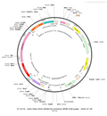 AAV-hSyn-fDIO-hM4D(Gi)-mCherry AAV Vector – Chemogenetic actuator (DREADD/PSAM/KORD) – Constitutive – hSyn promoter – mCherry reporter – for Chemogenetics – BHV12400070