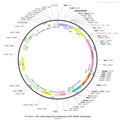 AAV-hSyn-DIO-2-AG1.2-EYFP AAV Vector – Chemogenetic actuator (DREADD/PSAM/KORD) – Cre-dependent – hSyn promoter – EYFP reporter – for Chemogenetics – BHV12400071