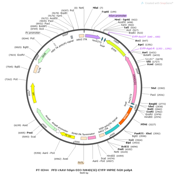 AAV-hSyn-DIO-2-AG1.2-EYFP AAV Vector – Chemogenetic actuator (DREADD/PSAM/KORD) – Cre-dependent – hSyn promoter – EYFP reporter – for Chemogenetics – BHV12400071