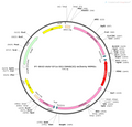 AAV-EF1α-DIO-hM4D(Gi)-mCherry AAV Vector – Chemogenetic actuator (DREADD/PSAM/KORD) – Cre-dependent – EF1α promoter – mCherry reporter – for Chemogenetics – BHV12400072