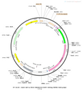 AAV-nEF1a-fDIO-hM4D(Gi)-EGFP AAV Vector – Chemogenetic actuator (DREADD/PSAM/KORD) – Constitutive – nEF1a promoter – EGFP reporter – for Chemogenetics – BHV12400073