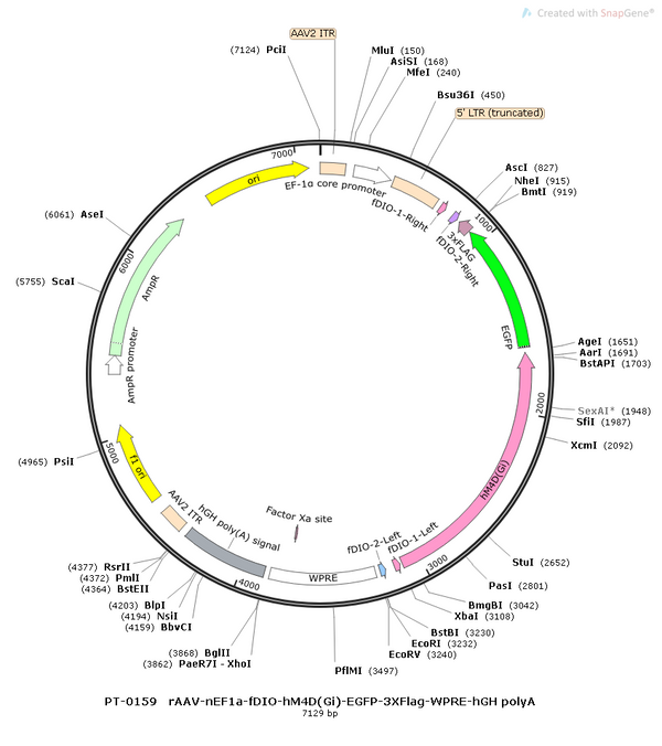AAV-nEF1a-fDIO-hM4D(Gi)-EGFP AAV Vector – Chemogenetic actuator (DREADD/PSAM/KORD) – Constitutive – nEF1a promoter – EGFP reporter – for Chemogenetics – BHV12400073