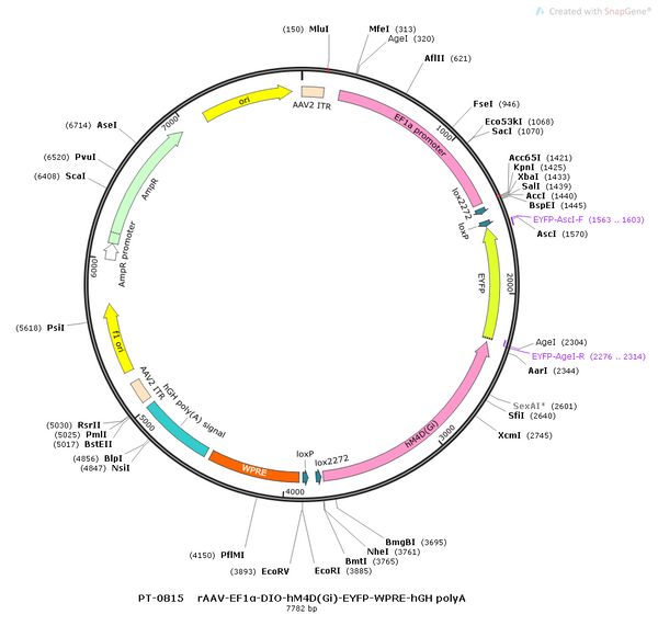 AAV-EF1α-DIO-hM4D(Gi)-EYFP AAV Vector – Chemogenetic actuator (DREADD/PSAM/KORD) – Cre-dependent – EF1α promoter – EYFP reporter – for Chemogenetics – BHV12400074
