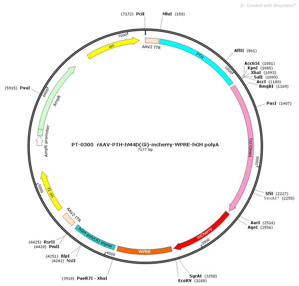 AAV-PTH-hM4D(Gi)-mCherry AAV Vector – Chemogenetic actuator (DREADD/PSAM/KORD) – Constitutive – PTH promoter – mCherry reporter – for Chemogenetics – BHV12400075