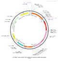 AAV-GAD67-DIO-cATP1.0 (Not yet online)-mCherry AAV Vector – Chemogenetic actuator (DREADD/PSAM/KORD) – Cre-dependent – GAD67 promoter – mCherry reporter – for Chemogenetics – BHV12400077