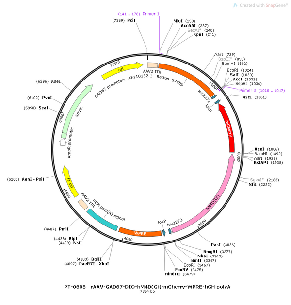 AAV-GAD67-DIO-cATP1.0 (Not yet online)-mCherry AAV Vector – Chemogenetic actuator (DREADD/PSAM/KORD) – Cre-dependent – GAD67 promoter – mCherry reporter – for Chemogenetics – BHV12400077