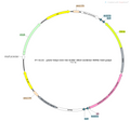 AAV-hSyn-DIO-HA-mCitrine AAV Vector – Chemogenetic actuator (DREADD/PSAM/KORD) – Cre-dependent – hSyn promoter – mCitrine reporter – for Chemogenetics – BHV12400082