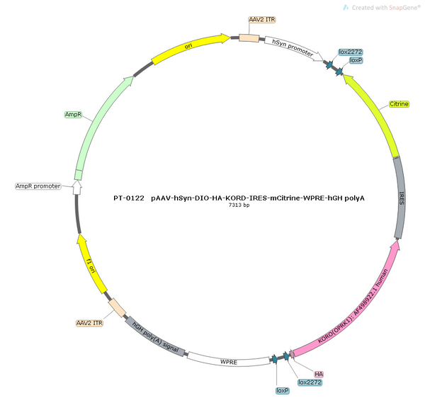AAV-hSyn-DIO-HA-mCitrine AAV Vector – Chemogenetic actuator (DREADD/PSAM/KORD) – Cre-dependent – hSyn promoter – mCitrine reporter – for Chemogenetics – BHV12400082