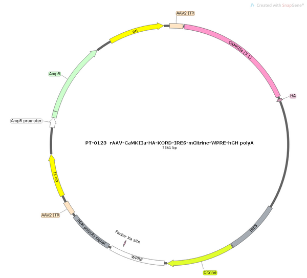 AAV-CaMKIIa-HA-mCitrine AAV Vector – Chemogenetic actuator (DREADD/PSAM/KORD) – Constitutive – CaMKIIa promoter – mCitrine reporter – for Chemogenetics – BHV12400083