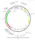 AAV-hSyn-DIO-hM3D(Gq)-mCherry AAV Vector – Chemogenetic actuator (DREADD/PSAM/KORD) – Cre-dependent – hSyn promoter – mCherry reporter – for Chemogenetics – BHV12400084