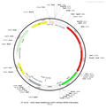AAV-hSyn-hM3D(Gq)-EGFP AAV Vector – Chemogenetic actuator (DREADD/PSAM/KORD) – Constitutive – hSyn promoter – EGFP reporter – for Chemogenetics – BHV12400085