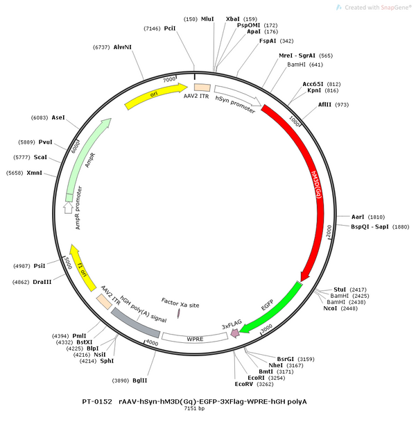 AAV-hSyn-hM3D(Gq)-EGFP AAV Vector – Chemogenetic actuator (DREADD/PSAM/KORD) – Constitutive – hSyn promoter – EGFP reporter – for Chemogenetics – BHV12400085