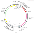 AAV-TRE3G-DIO-hM3D(Gq)-mCherry AAV Vector – Chemogenetic actuator (DREADD/PSAM/KORD) – Cre-dependent – TRE3G promoter – mCherry reporter – for Chemogenetics – BHV12400086
