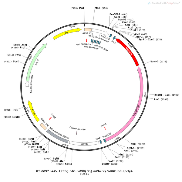AAV-TRE3G-DIO-hM3D(Gq)-mCherry AAV Vector – Chemogenetic actuator (DREADD/PSAM/KORD) – Cre-dependent – TRE3G promoter – mCherry reporter – for Chemogenetics – BHV12400086