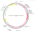 AAV-EF1α-DIO-hM3D(Gq)-mCherry AAV Vector – Chemogenetic actuator (DREADD/PSAM/KORD) – Cre-dependent – EF1α promoter – mCherry reporter – for Chemogenetics – BHV12400088