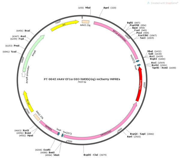 AAV-EF1α-DIO-hM3D(Gq)-mCherry AAV Vector – Chemogenetic actuator (DREADD/PSAM/KORD) – Cre-dependent – EF1α promoter – mCherry reporter – for Chemogenetics – BHV12400088