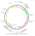AAV-nEF1a-fDIO-hM3D(Gq)-EGFP AAV Vector – Chemogenetic actuator (DREADD/PSAM/KORD) – Constitutive – nEF1a promoter – EGFP reporter – for Chemogenetics – BHV12400089