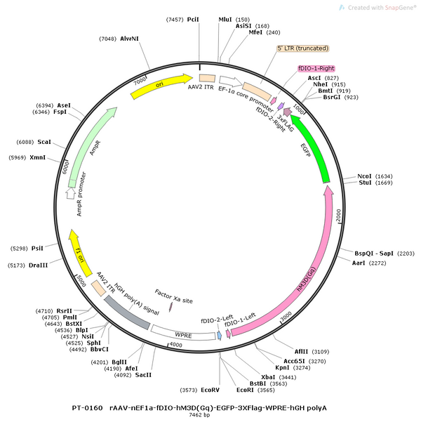 AAV-nEF1a-fDIO-hM3D(Gq)-EGFP AAV Vector – Chemogenetic actuator (DREADD/PSAM/KORD) – Constitutive – nEF1a promoter – EGFP reporter – for Chemogenetics – BHV12400089