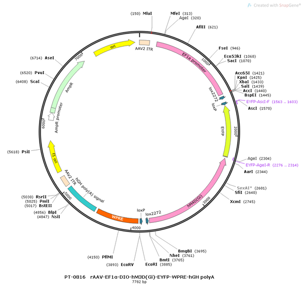 AAV-EF1α-DIO-hM3D(Gq)-EYFP AAV Vector – Chemogenetic actuator (DREADD/PSAM/KORD) – Cre-dependent – EF1α promoter – EYFP reporter – for Chemogenetics – BHV12400090