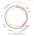 AAV-CaMKIIa-hM3D(Gq)-mCherry AAV Vector – Chemogenetic actuator (DREADD/PSAM/KORD) – Constitutive – CaMKIIa promoter – mCherry reporter – for Chemogenetics – BHV12400091