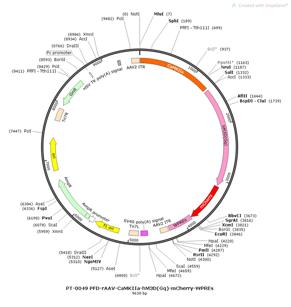 AAV-CaMKIIa-hM3D(Gq)-mCherry AAV Vector – Chemogenetic actuator (DREADD/PSAM/KORD) – Constitutive – CaMKIIa promoter – mCherry reporter – for Chemogenetics – BHV12400091