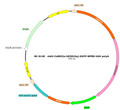 AAV-CaMKIIa-hM3D(Gq)-EGFP AAV Vector – Chemogenetic actuator (DREADD/PSAM/KORD) – Constitutive – CaMKIIa promoter – EGFP reporter – for Chemogenetics – BHV12400092