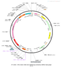 AAV-CMV-DIO-hM3D(Gq)-mCherry AAV Vector – Chemogenetic actuator (DREADD/PSAM/KORD) – Cre-dependent – CMV promoter – mCherry reporter – for Chemogenetics – BHV12400093