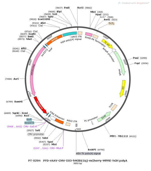 AAV-CMV-DIO-hM3D(Gq)-mCherry AAV Vector – Chemogenetic actuator (DREADD/PSAM/KORD) – Cre-dependent – CMV promoter – mCherry reporter – for Chemogenetics – BHV12400093